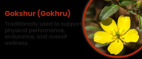 Gokshur (Gokhru)
