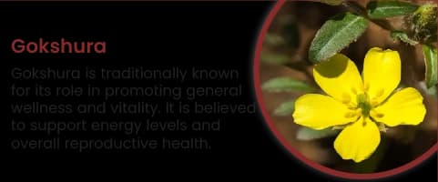 Gokshura